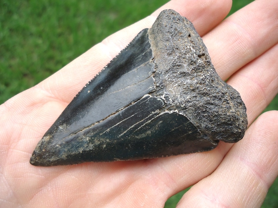 Large image 2 Large 2.54' Great White Shark Tooth