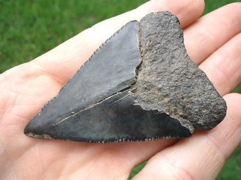Large image 3 Large 2.54' Great White Shark Tooth