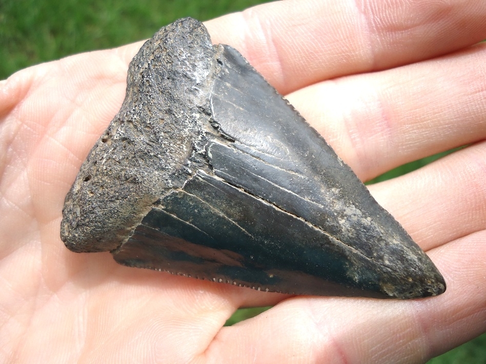 Large image 4 Large 2.54' Great White Shark Tooth