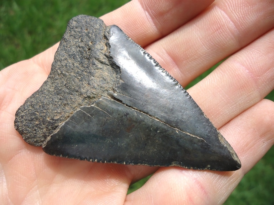 Large image 5 Large 2.54' Great White Shark Tooth