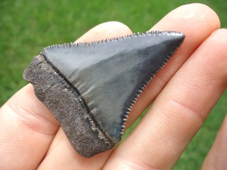 Large image 5 Crisp Great White Shark Tooth