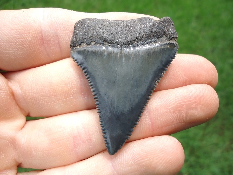 Large image 1 Crisp Great White Shark Tooth