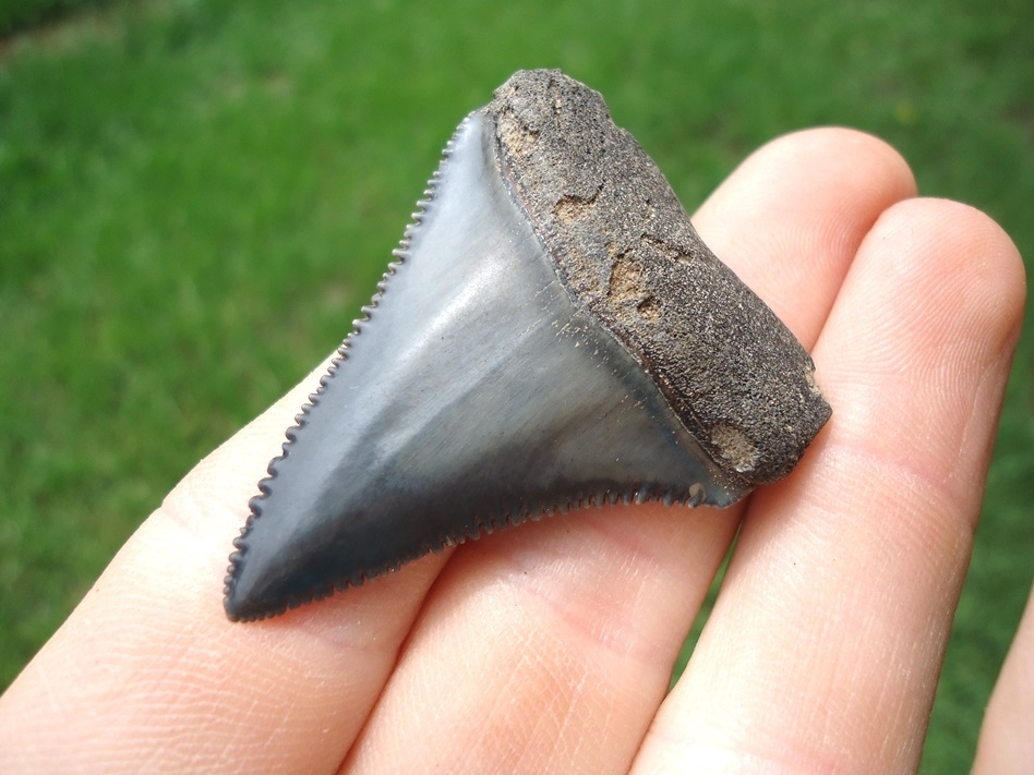 Large image 2 Crisp Great White Shark Tooth