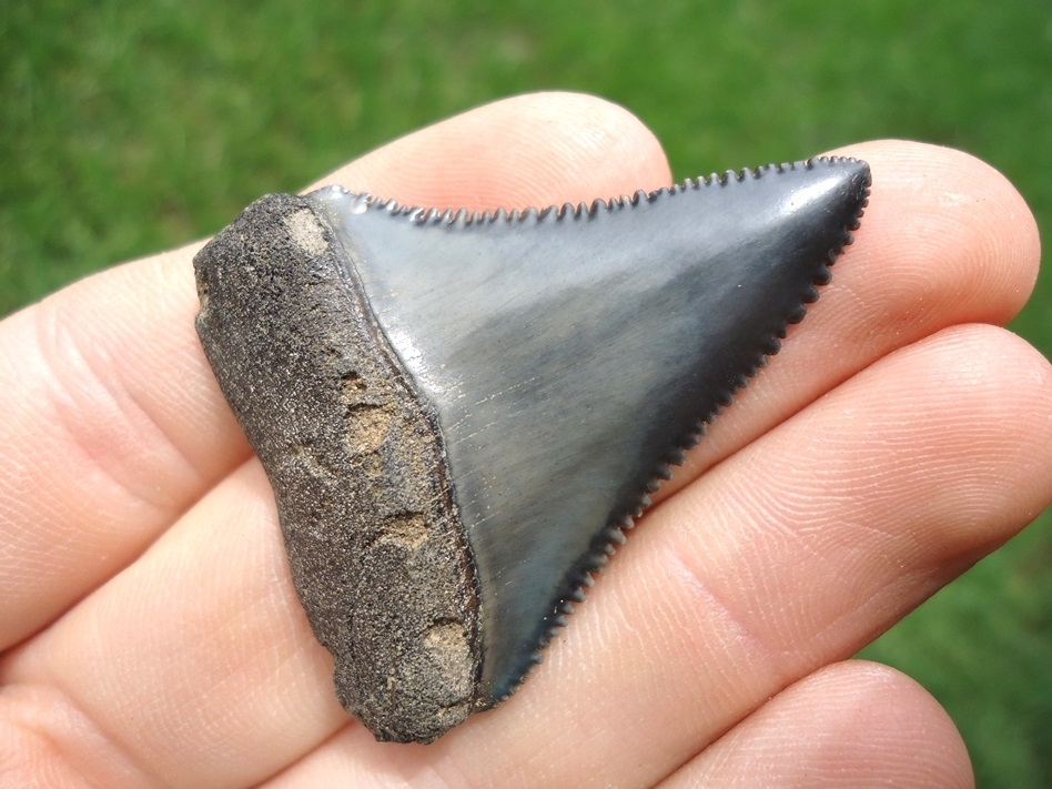 Large image 4 Crisp Great White Shark Tooth