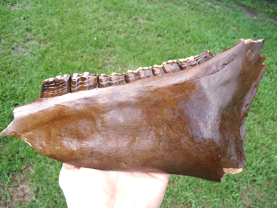 Large image 1 Gorgeous Horse Mandible with Six Perfect Teeth