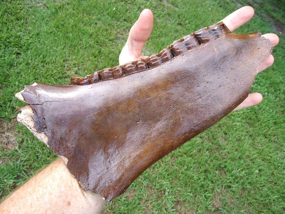 Large image 5 Gorgeous Horse Mandible with Six Perfect Teeth