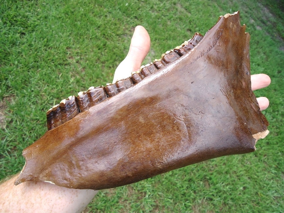 Large image 6 Gorgeous Horse Mandible with Six Perfect Teeth