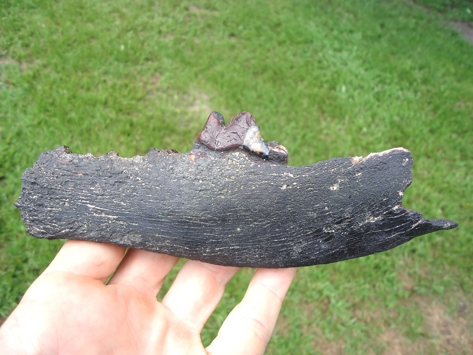 Large image 1 Large Dire Wolf Mandible