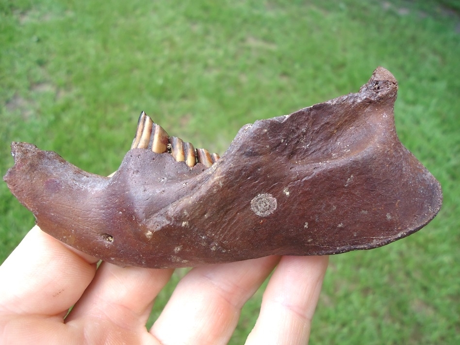 Large image 1 Excellent Beaver Mandible with Four Teeth Intact