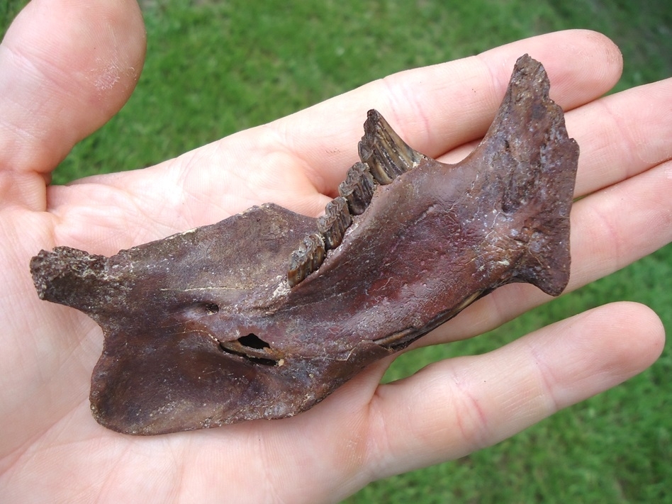 Large image 3 Excellent Beaver Mandible with Four Teeth Intact