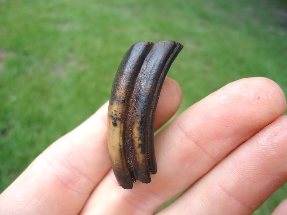 Large image 1 Beautifully Colorful Giant Beaver Molar