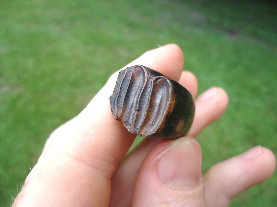 Large image 3 Beautifully Colorful Giant Beaver Molar