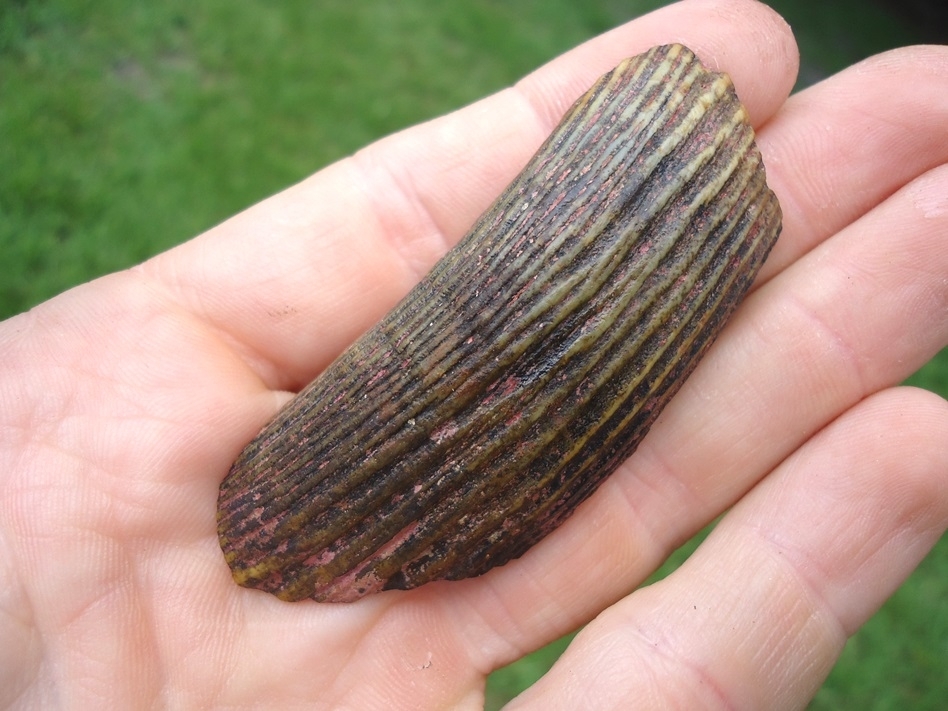 Large image 3 Uncommon Section of Giant Beaver Incisor