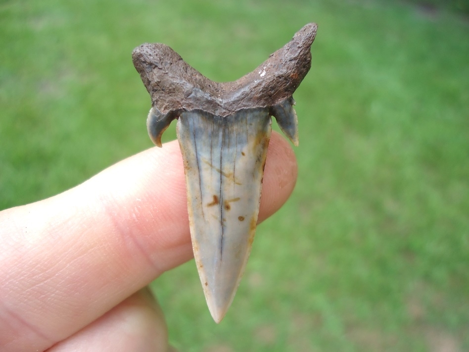 Large image 1 World Class Eocene Mackerel Shark Tooth