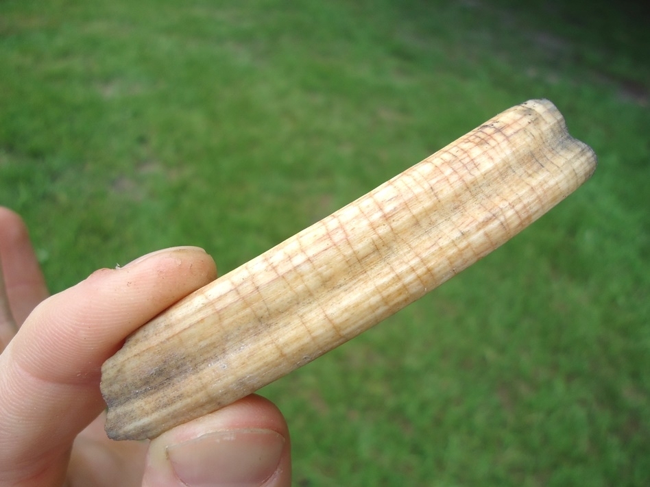 Large image 3 Exceptional Capybara Incisor