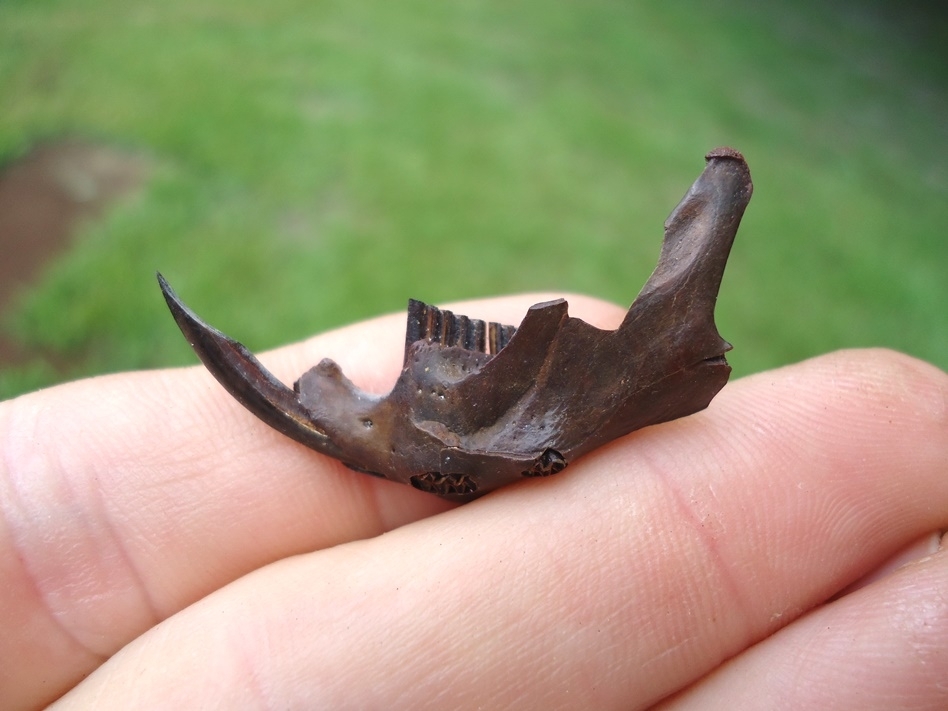Large image 1 Uncommon Round-tailed Muskrat Mandible