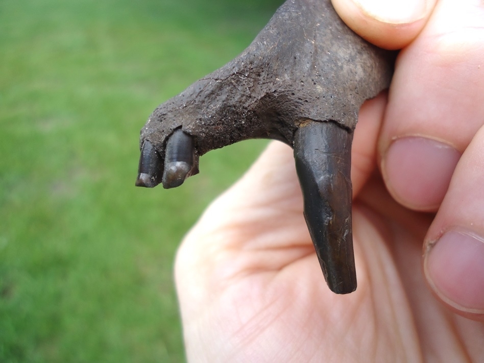 Large image 3 Awesome Coyote Premaxilla with Canine Intact