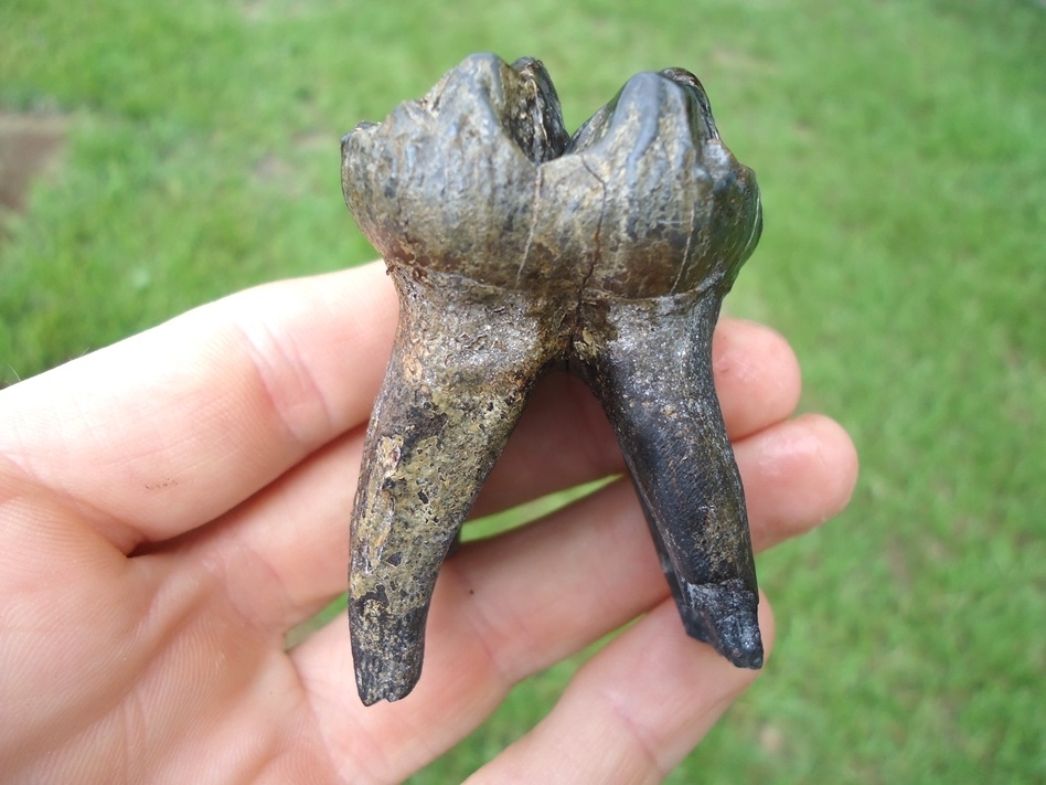 Large image 1 Exceptional Fully Rooted Juvenile Mastodon Tooth