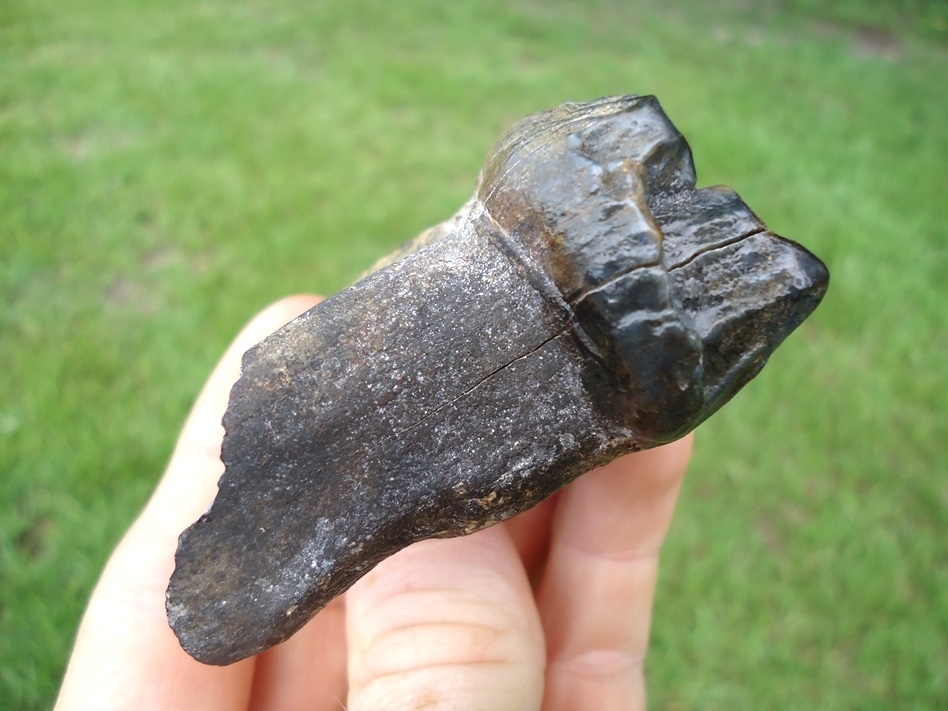 Large image 3 Exceptional Fully Rooted Juvenile Mastodon Tooth