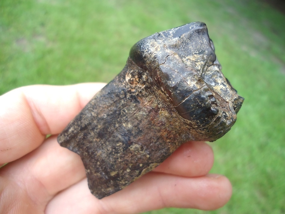 Large image 4 Exceptional Fully Rooted Juvenile Mastodon Tooth
