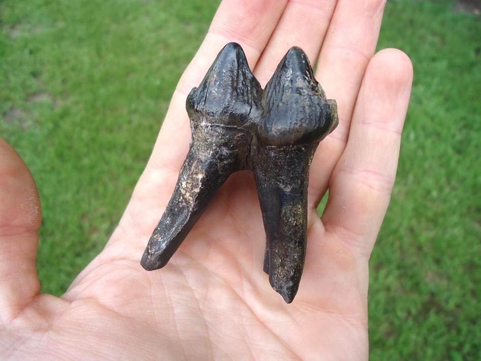 Large image 5 Exceptional Fully Rooted Juvenile Mastodon Tooth