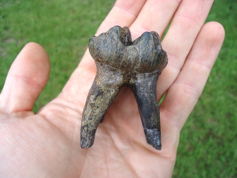 Large image 6 Exceptional Fully Rooted Juvenile Mastodon Tooth