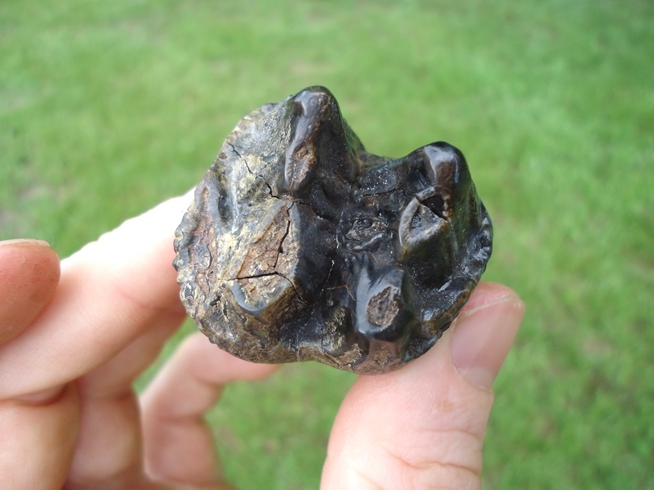 Large image 7 Exceptional Fully Rooted Juvenile Mastodon Tooth