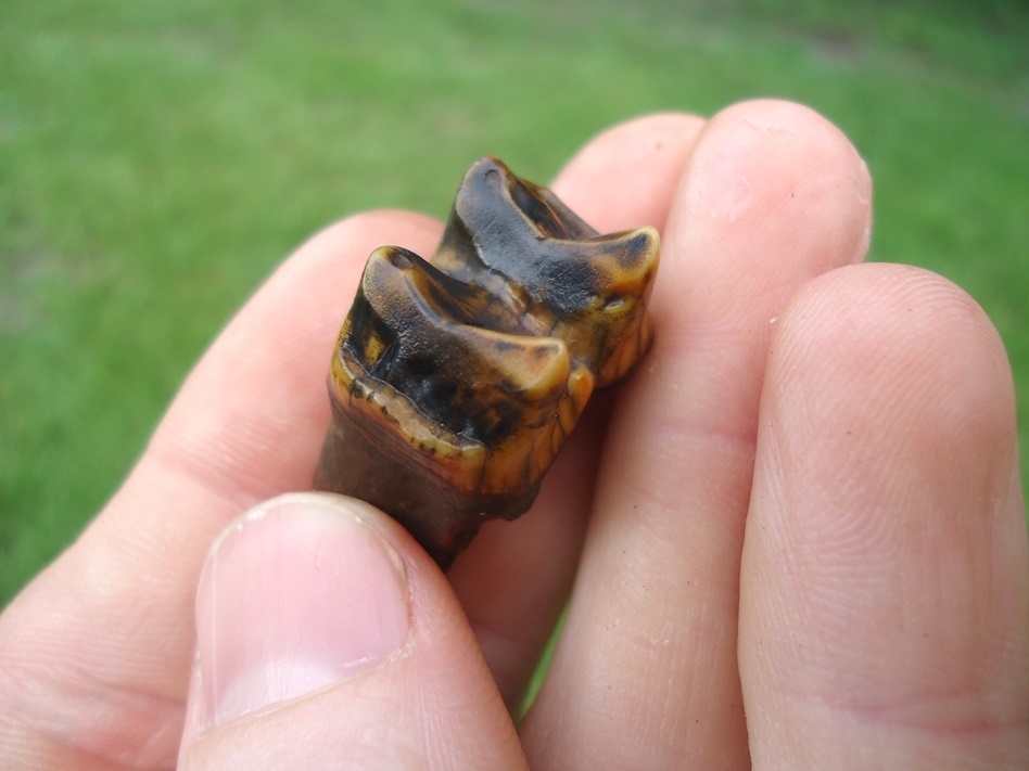 Large image 2 Colorful Deciduous Tapir Tooth