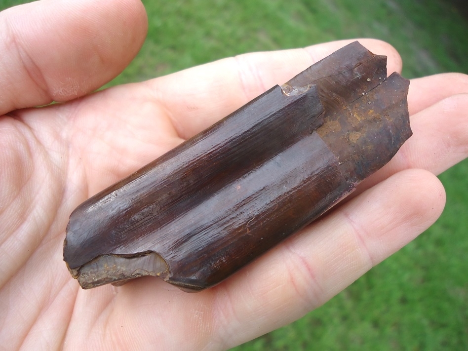 Large image 3 Exceptional Paramylodon Sloth Tooth