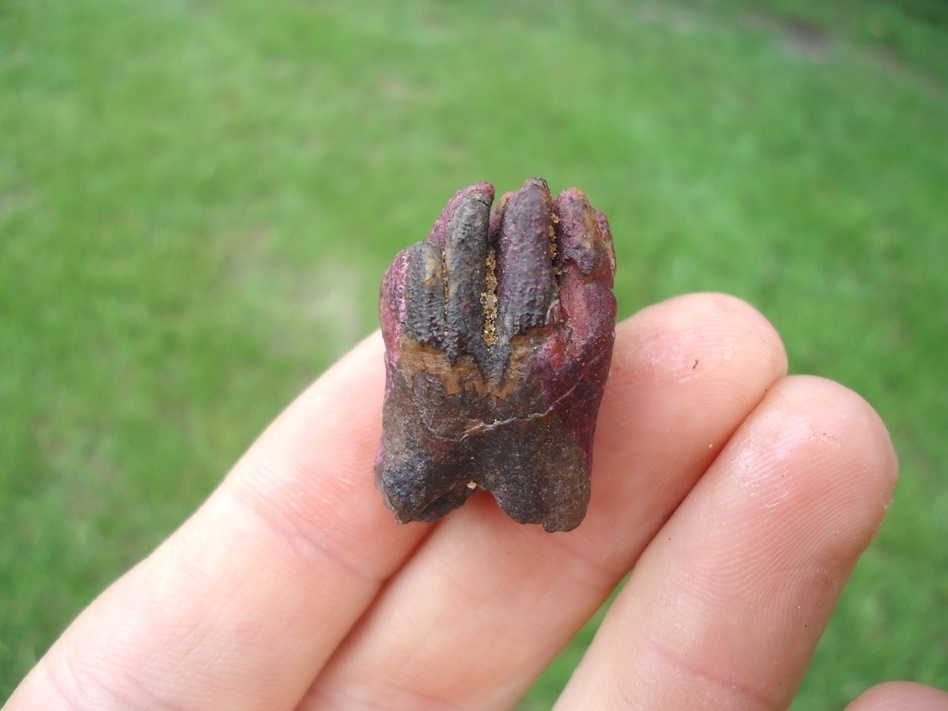 Large image 1 Beyond Rare Infant Mammoth Tooth