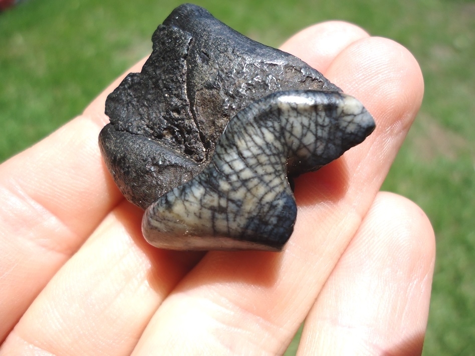 Large image 4 Insanely Attractive Dire Wolf Upper Carnassial