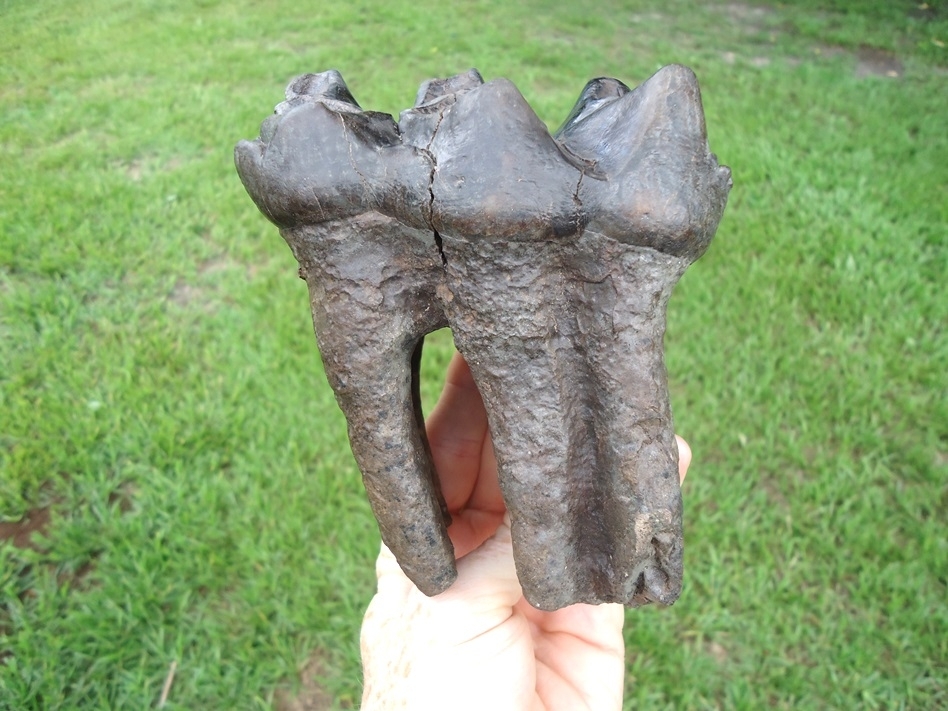Large image 1 Awesome Long Rooted Three Hump Mastodon Tooth