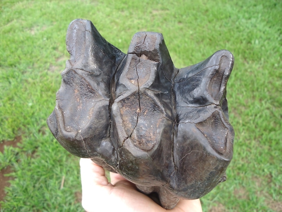 Large image 2 Awesome Long Rooted Three Hump Mastodon Tooth