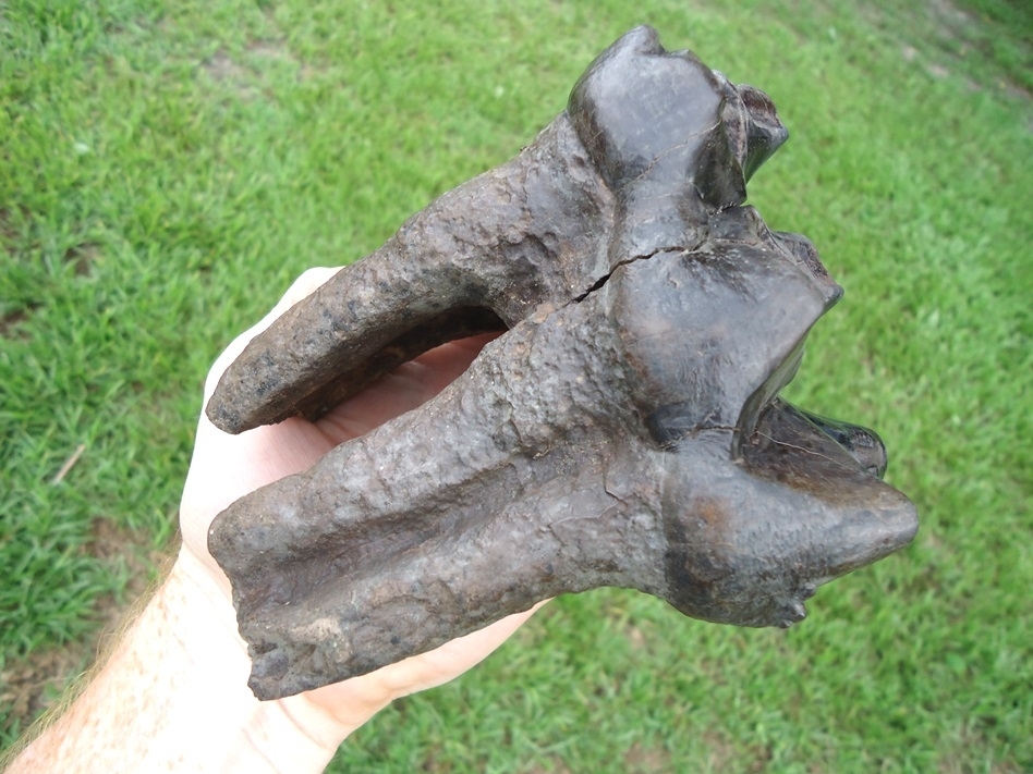 Large image 4 Awesome Long Rooted Three Hump Mastodon Tooth