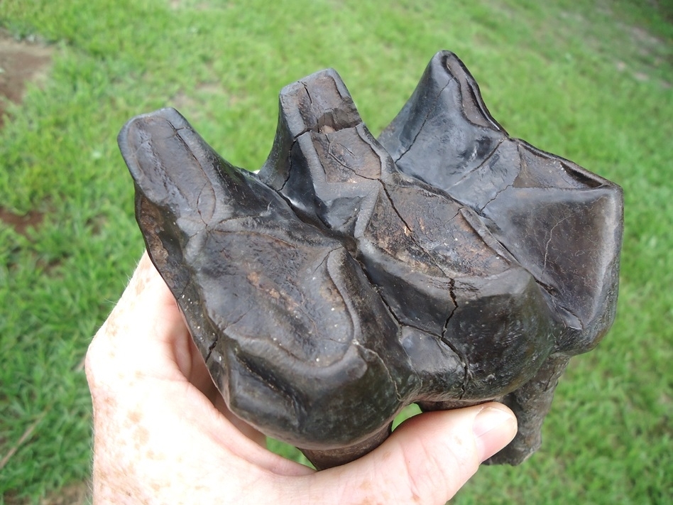 Large image 5 Awesome Long Rooted Three Hump Mastodon Tooth