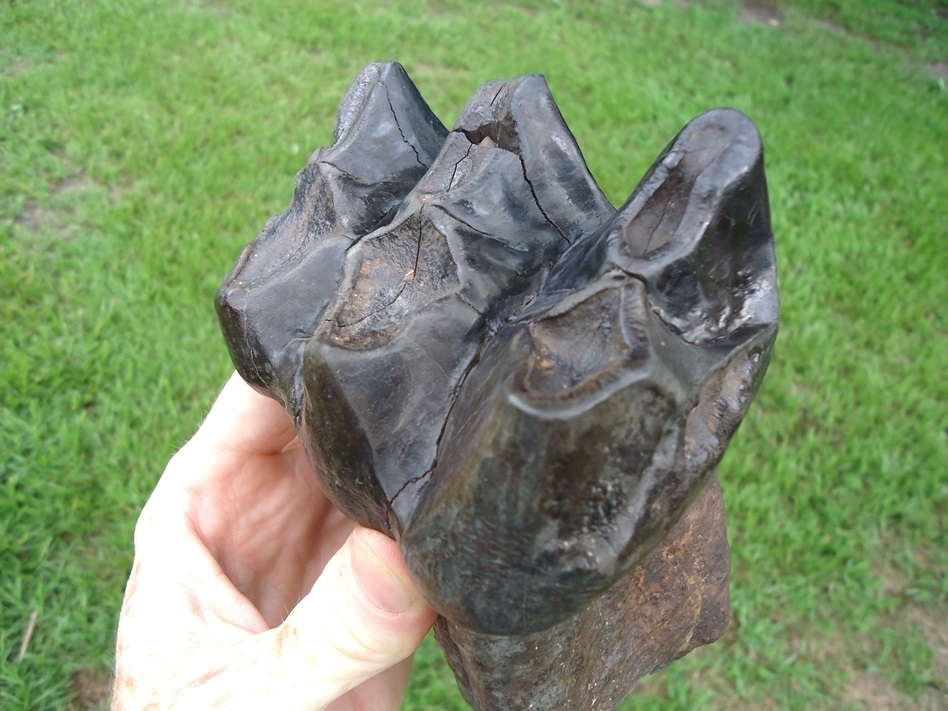 Large image 6 Awesome Long Rooted Three Hump Mastodon Tooth
