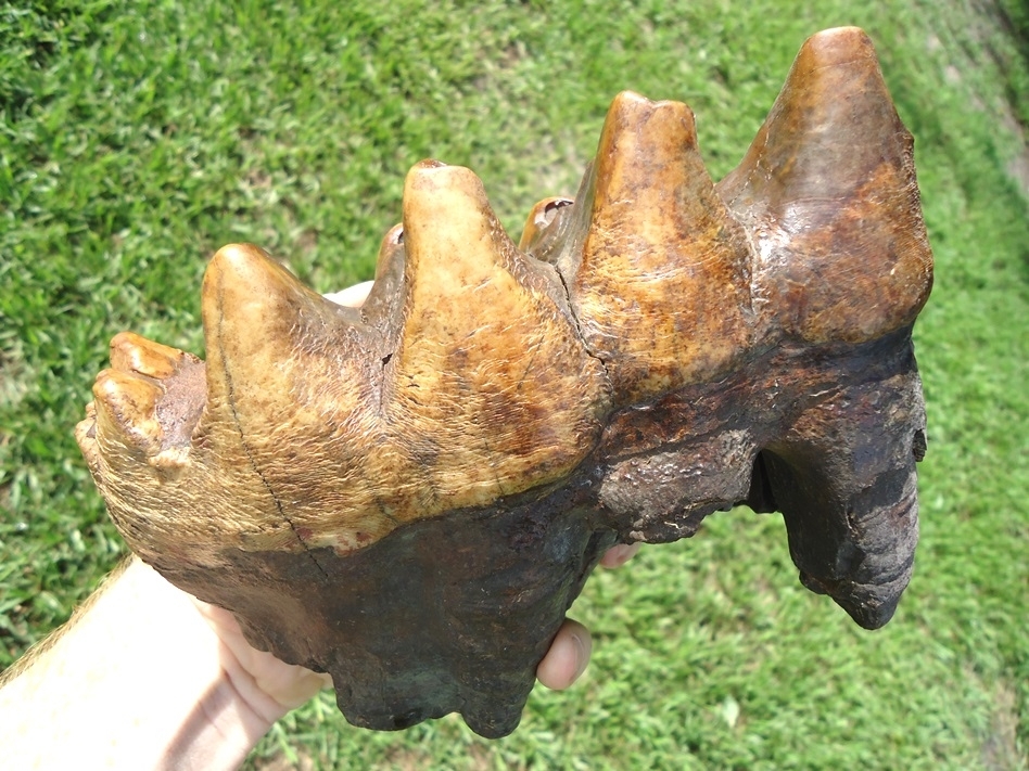 Large image 8 World Class Colorful Mastodon Tooth