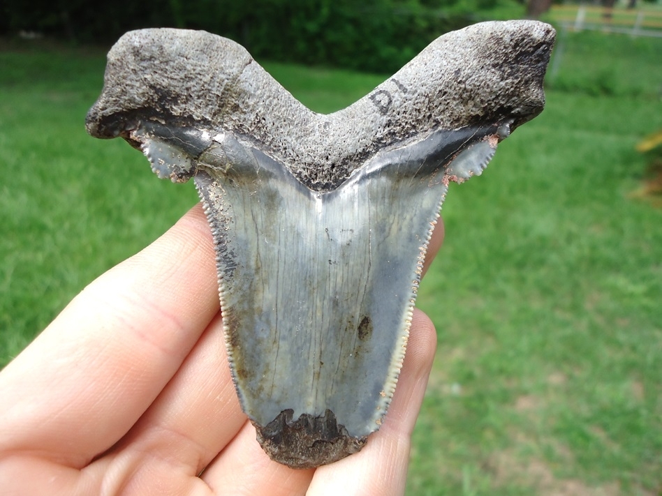 Large image 1 Extra Large Auriculatus Shark Tooth