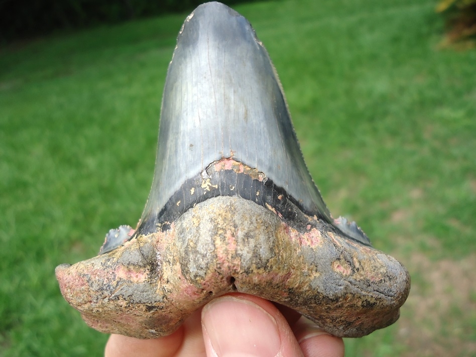 Large image 5 Extra Large Auriculatus Shark Tooth