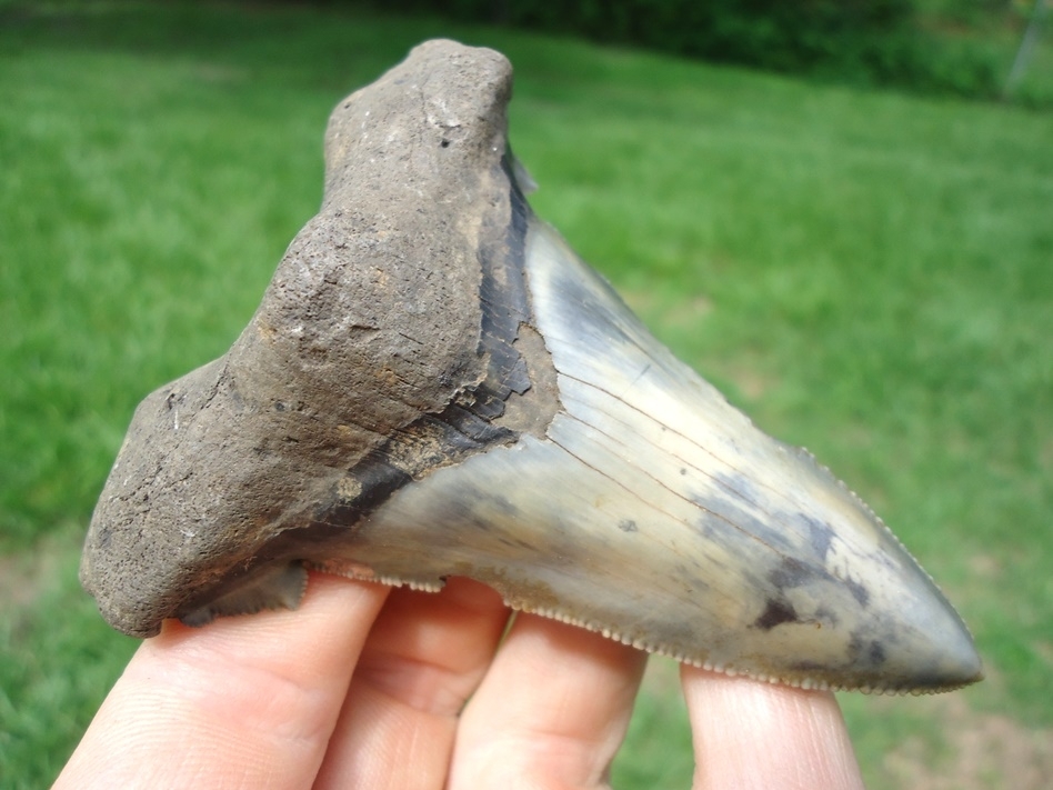 Large image 2 Monstrous 3 1/2'  Auriculatus Shark Tooth