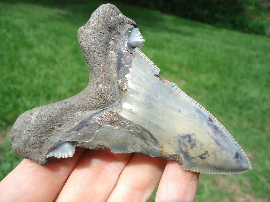 Large image 3 Monstrous 3 1/2'  Auriculatus Shark Tooth