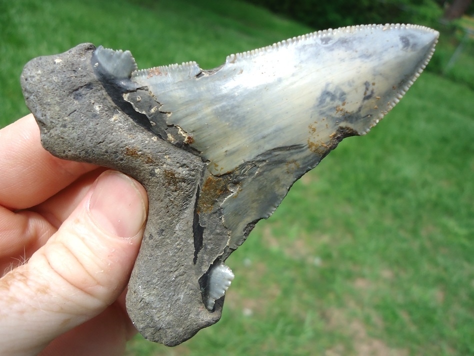 Large image 4 Monstrous 3 1/2'  Auriculatus Shark Tooth