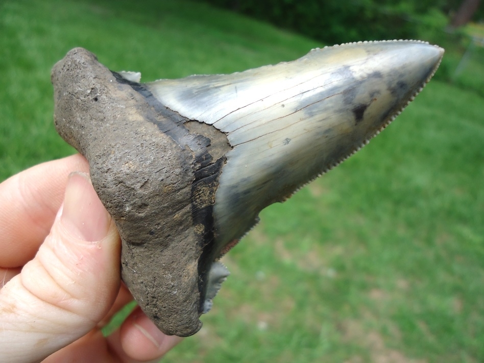 Large image 5 Monstrous 3 1/2'  Auriculatus Shark Tooth
