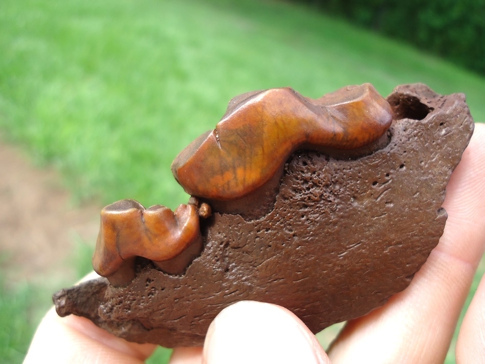 Large image 6 Insane Section of Dire Wolf Mandible with Orange Teeth