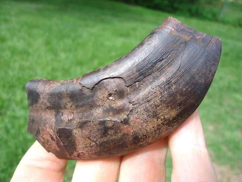 Large image 1 Exceptional Pink Curved Sloth Tooth