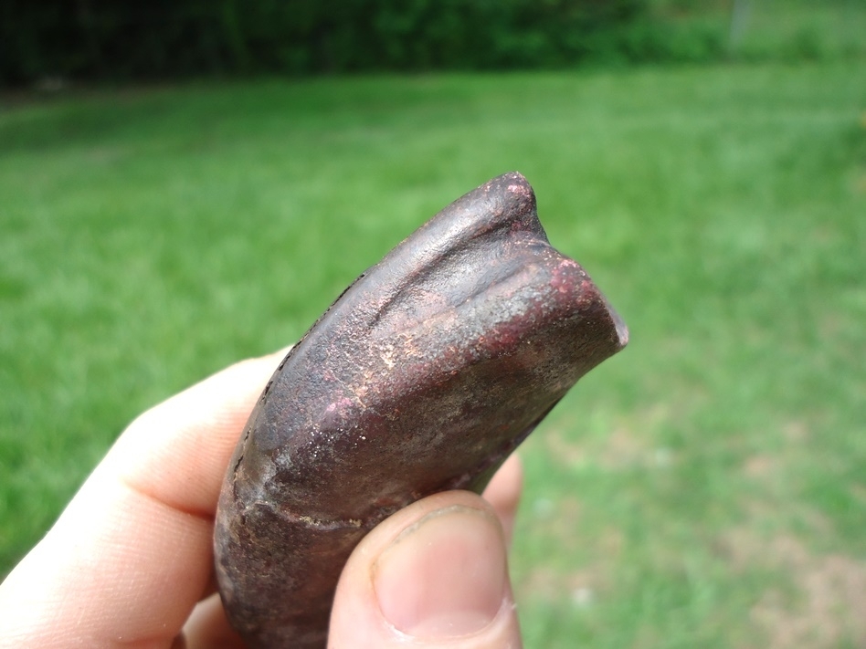 Large image 4 Exceptional Pink Curved Sloth Tooth
