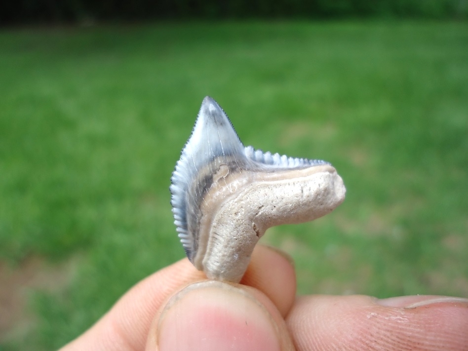 Large image 2 Top Quality Tiger Shark Tooth from Bone Valley