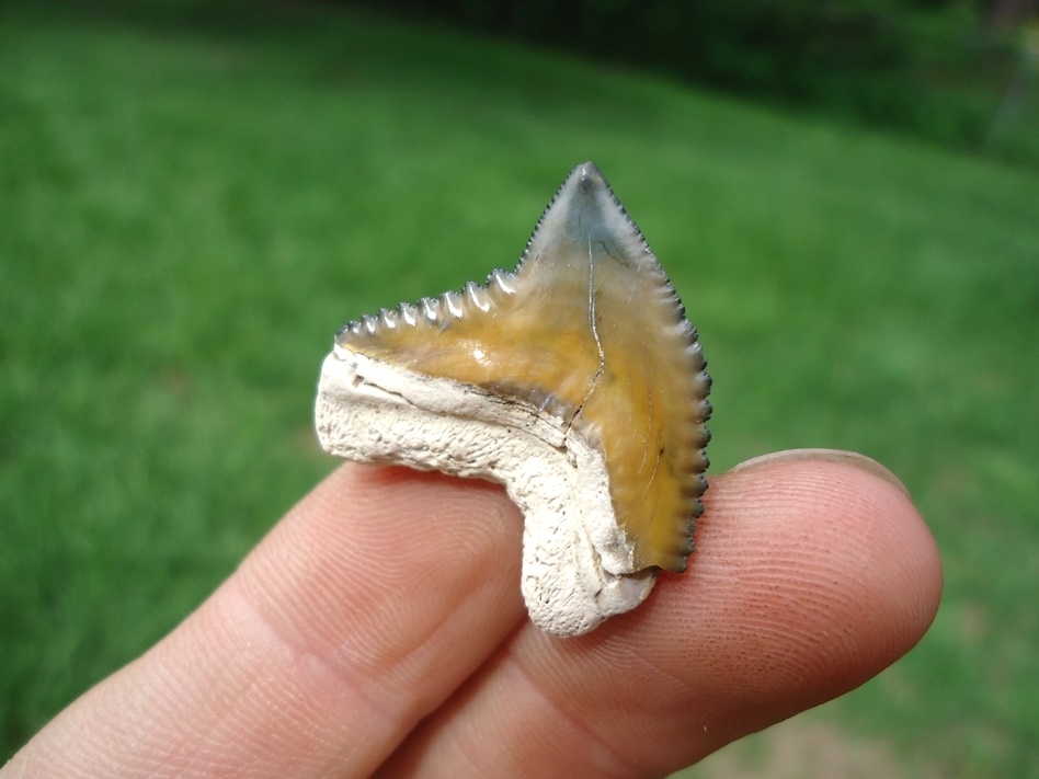 Large image 3 Top Quality Tiger Shark Tooth from Bone Valley