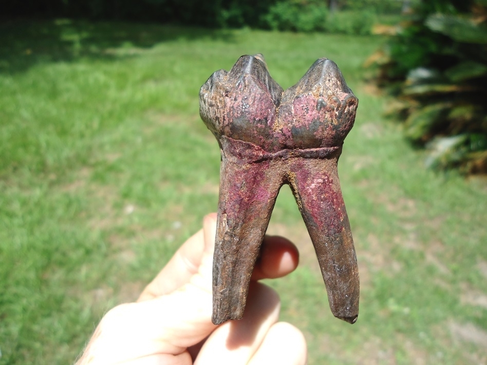 Large image 1 World Class Fully Rooted Juvenile Mastodon Tooth