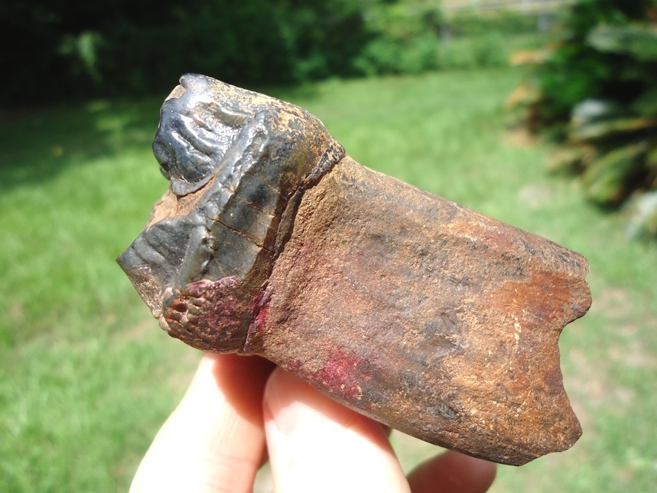 Large image 3 World Class Fully Rooted Juvenile Mastodon Tooth